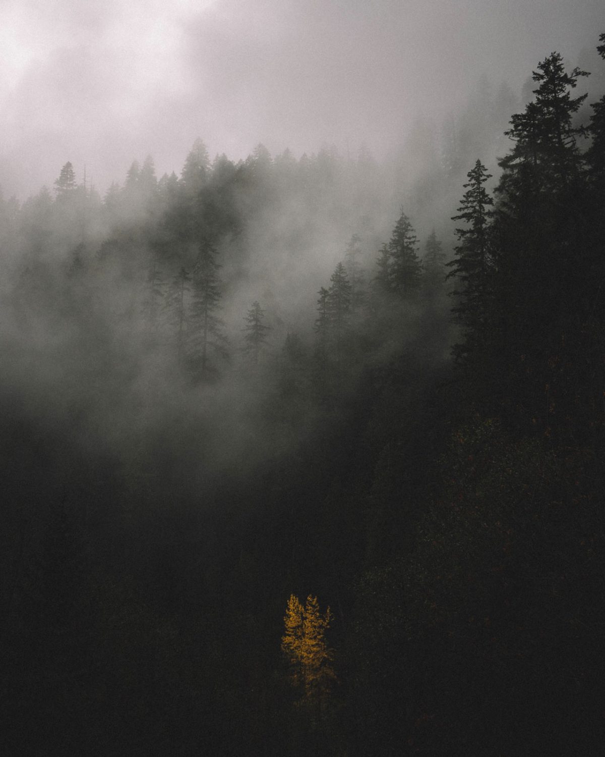 Daylight